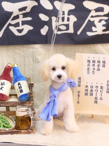 20240605はなちゃん